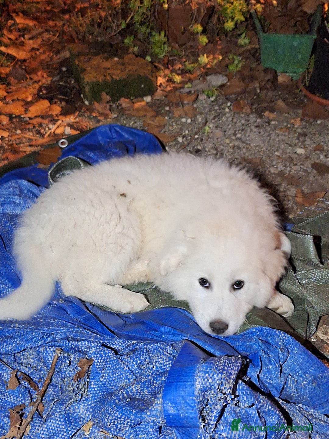 Pastore Maremmano cani in vendita: Cuccioli di pastore maremmano, 3 maschi, 1 femmina - Annuncio 6