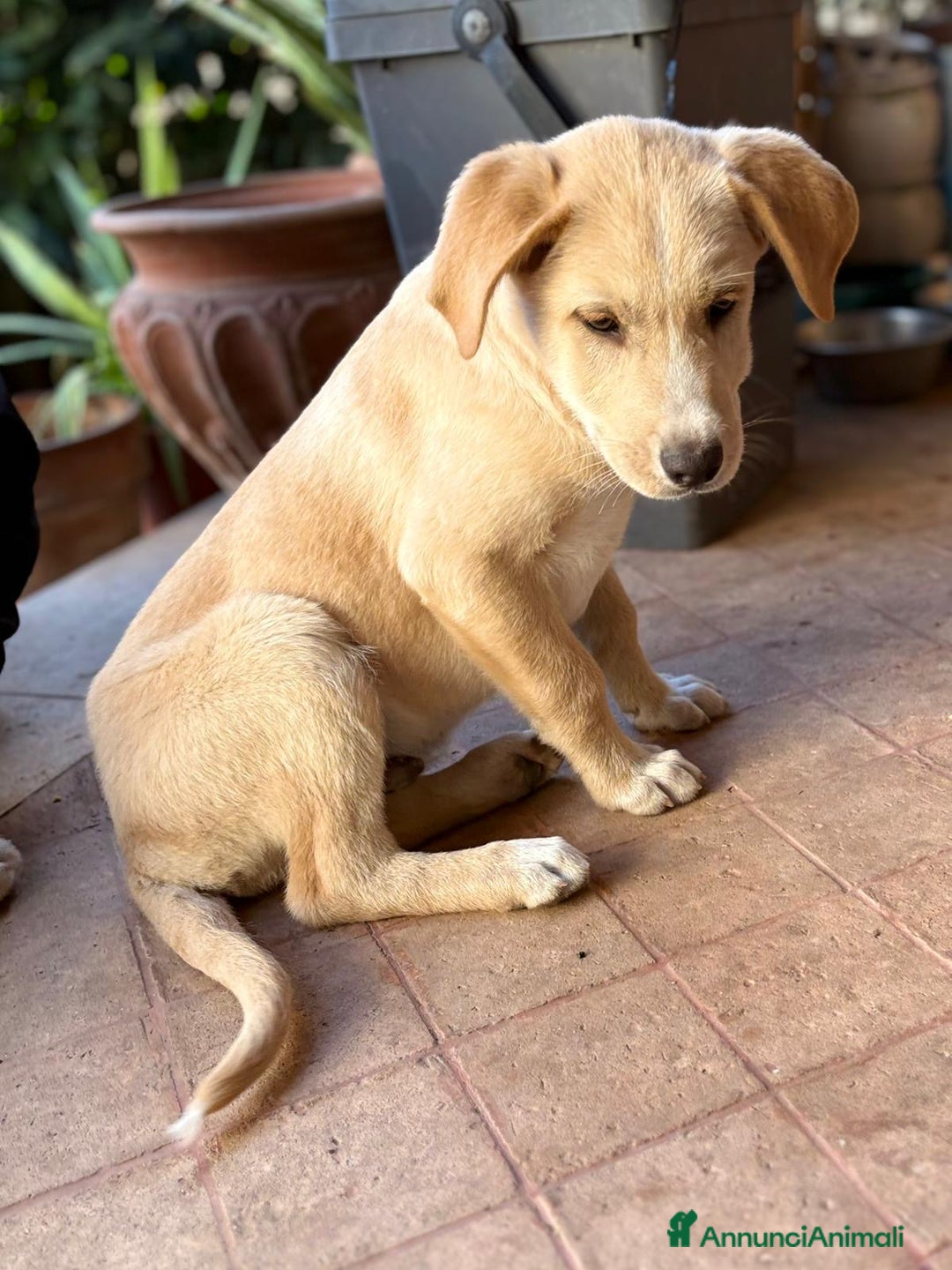 Meticcio cani in regalo: WILSON 💙 - cucciolo pastore, cerca una mamma 🥺 - Annuncio 3
