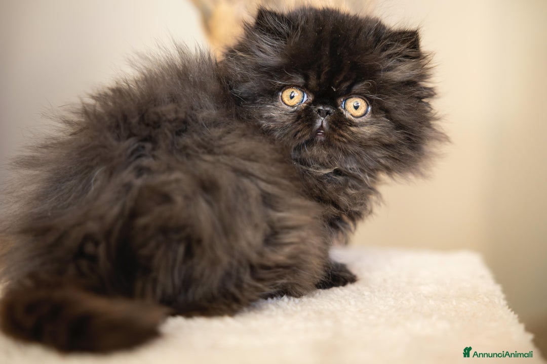 Persiano gatti in vendita: Gatti Persiani ed Exotic Shorhair - Annuncio 2