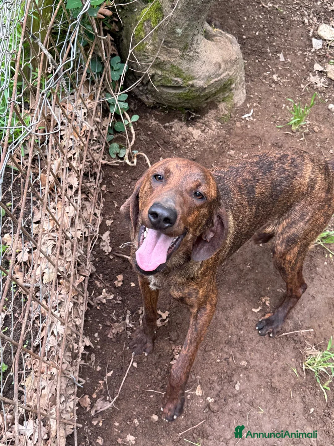 Meticcio cani in regalo: Argo, dolcissimo cerca famiglia  - Annuncio 1