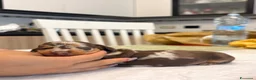 Bassotto Nano cani in vendita: Cuccioli di bassotto a pelo corto Arlecchino  - Annuncio 17
