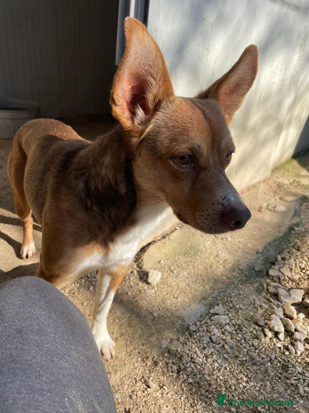 Meticcio cani in regalo: ADOTTA QUESTO PICCINO - Annuncio 3