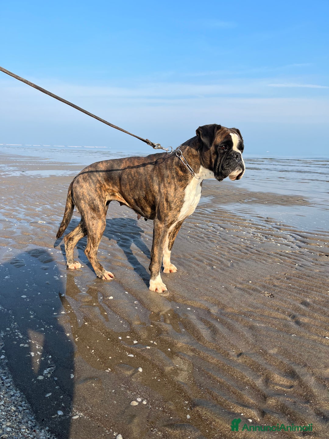 Boxer cani in vendita: Boxer - Annuncio 2