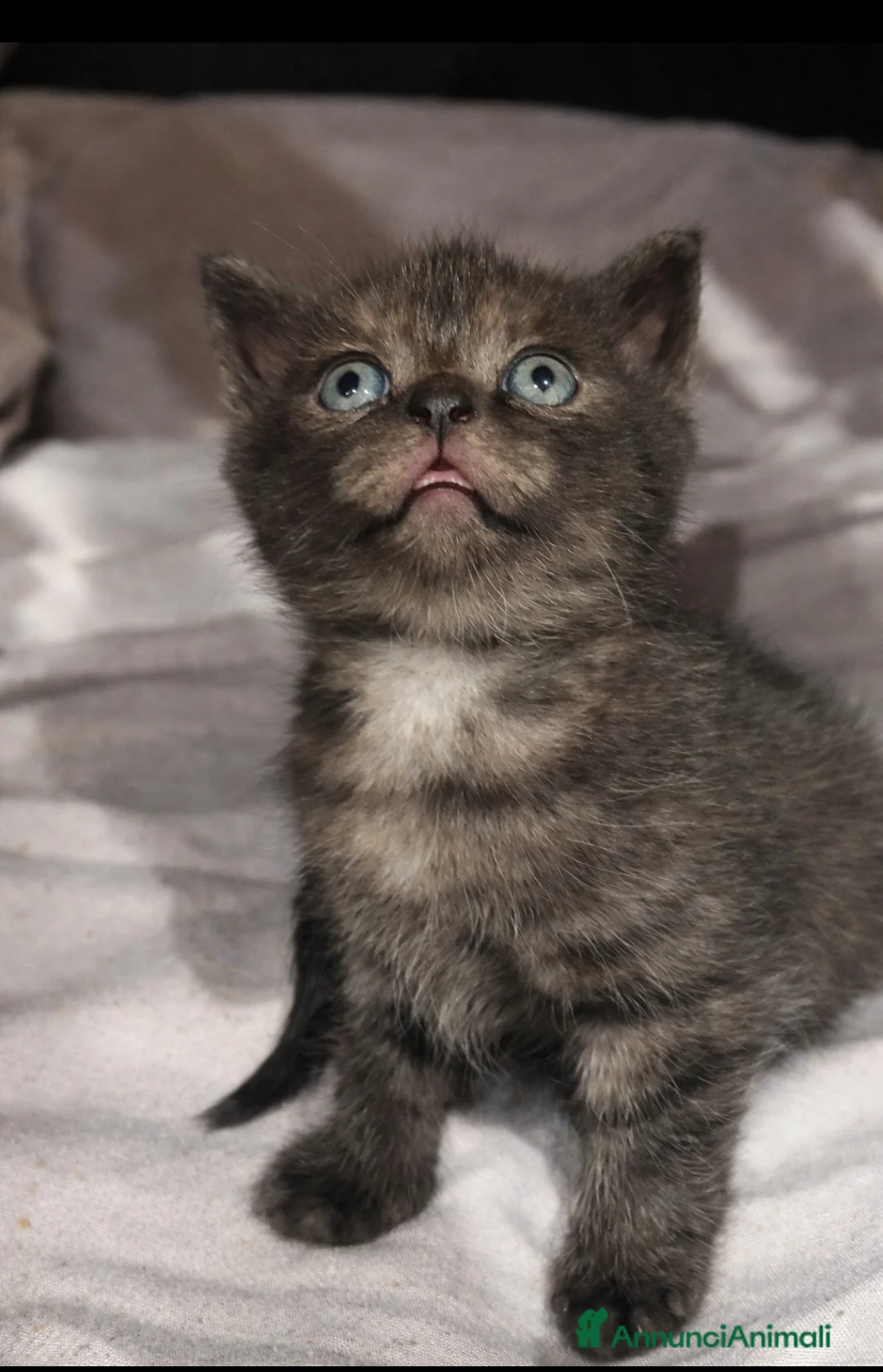 Scottish gatti in vendita: Scottish straight  a Provincia di Latina - Annuncio 4