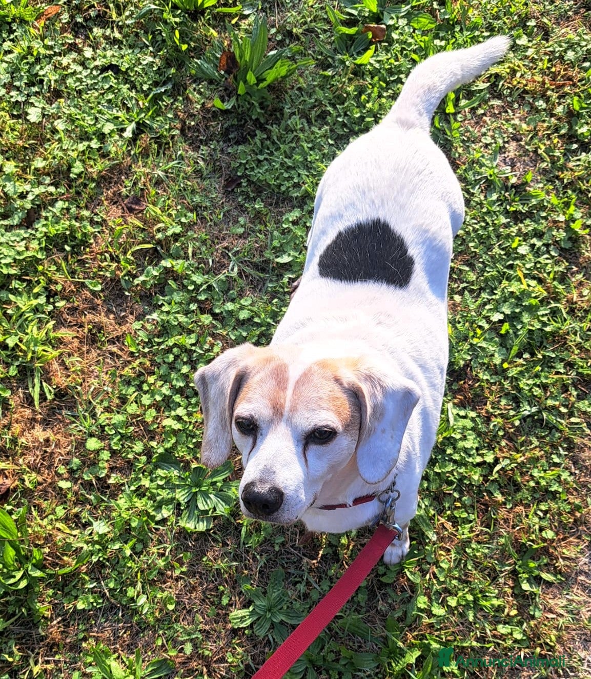 Meticcio cani BALOO MINI BEAGLE - Annuncio 6