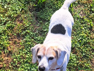 Meticcio cani BALOO MINI BEAGLE - Annuncio 38