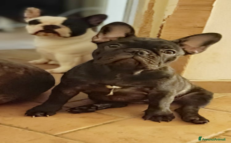 Bulldog Francese cani a Provincia di Rimini - Annuncio 16
