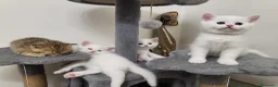 British gatti in vendita: Vendo 6 bellissimi cuccioli di british.  - Annuncio 8