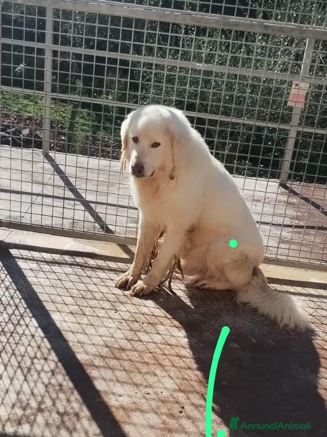 Pastore Maremmano cani in regalo: Sansone alla riscossa! a Provincia di Viterbo - Annuncio 3