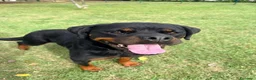 Rottweiler cani in regalo: Agata, dolcissima rottwailer - Annuncio 2