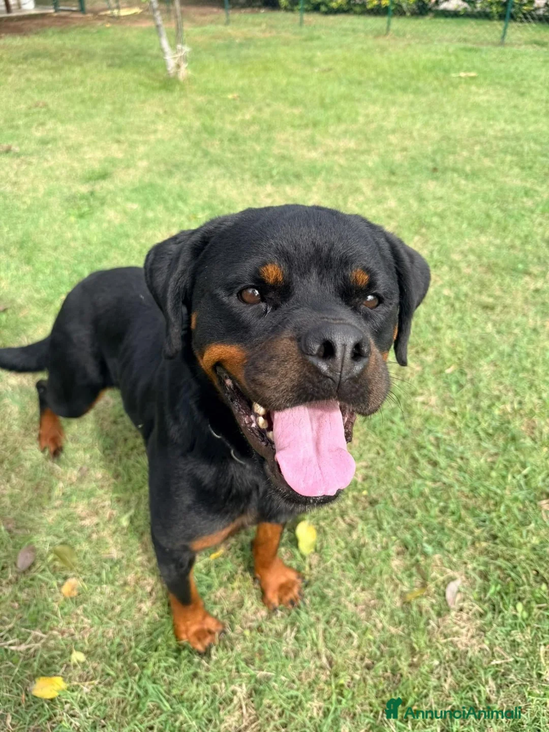 Rottweiler cani in regalo: Agata, dolcissima rottwailer - Annuncio 2