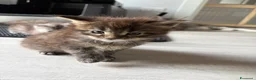 Maine Coon gatti in vendita: Maine coon cucciolo maschio  - Annuncio 4