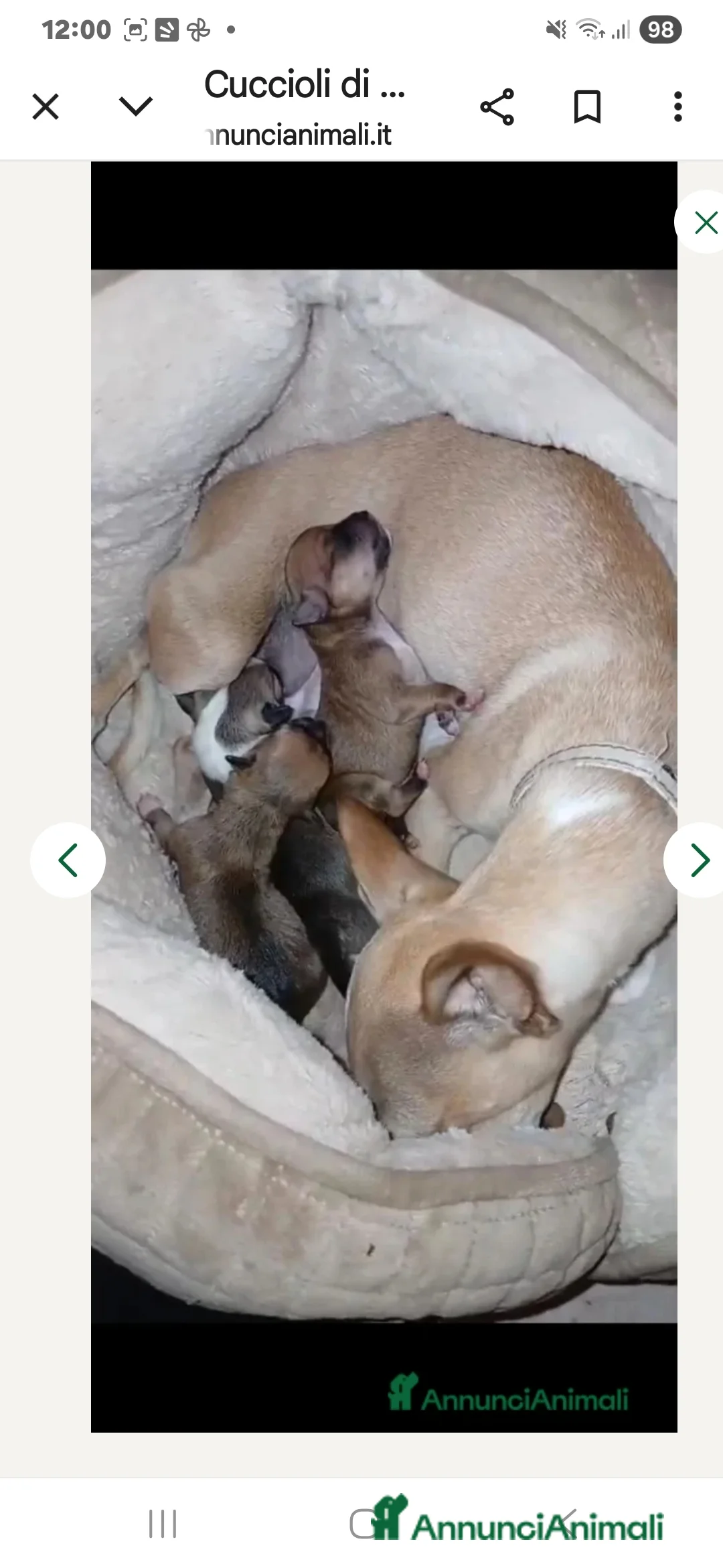 Chihuahua cani in vendita: Cuccioli di chihuahua - Annuncio 16