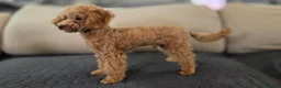 Barboncino Toy cani in vendita: Barboncino mini toy - Annuncio 3