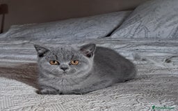 British gatti in vendita: Disponibile cucciolo maschio e femmina blu - Immagine 6