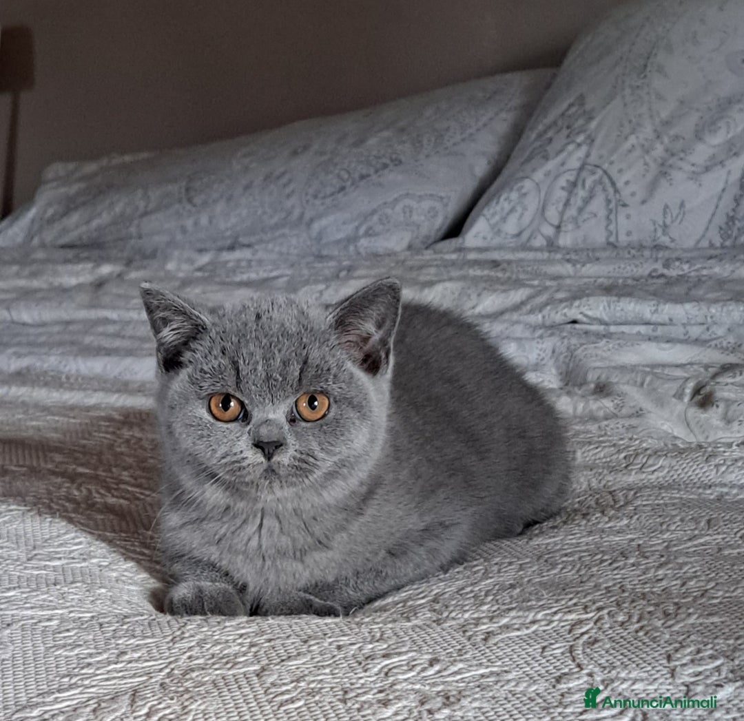 British gatti in vendita: Disponibile cucciolo maschio e femmina blu - Immagine 6