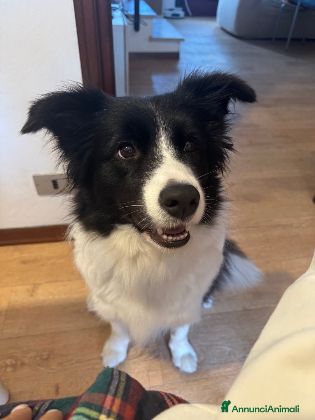 Border Collie cani in vendita: cuccioli di Border collie - Annuncio 1