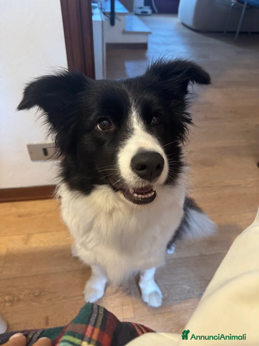 Border Collie cani in vendita: cuccioli di Border collie - Annuncio 1