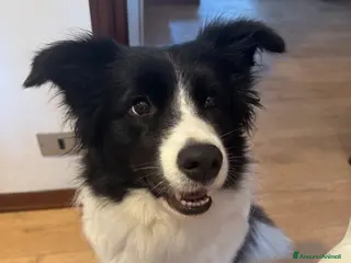 Border Collie cani cuccioli di Border collie - Annuncio 5