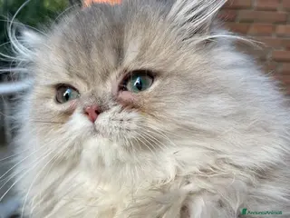 Persiano gatti gatto persiano cucciolo blu golden shaded pedigree - Annuncio 2