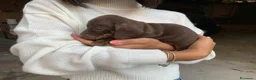 Bassotto cani in vendita: Bassotti nani a Provincia di Viterbo - Annuncio 6