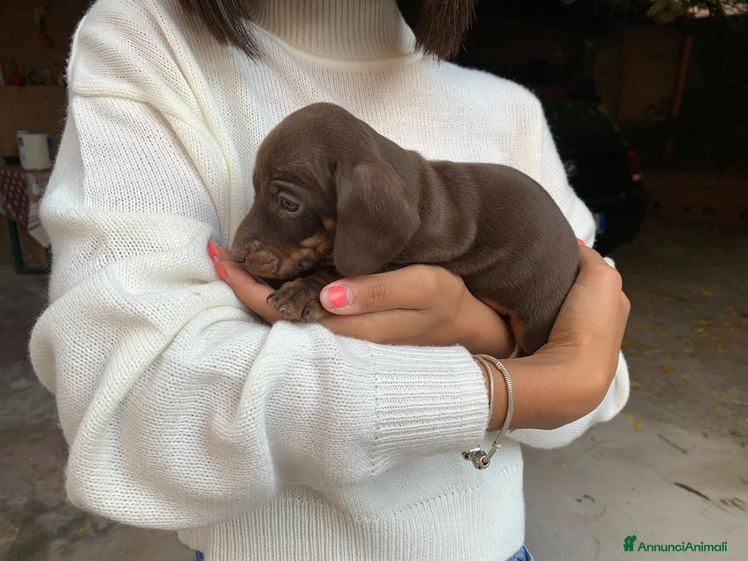 Bassotto cani in vendita: Bassotti nani a Provincia di Viterbo - Annuncio 6