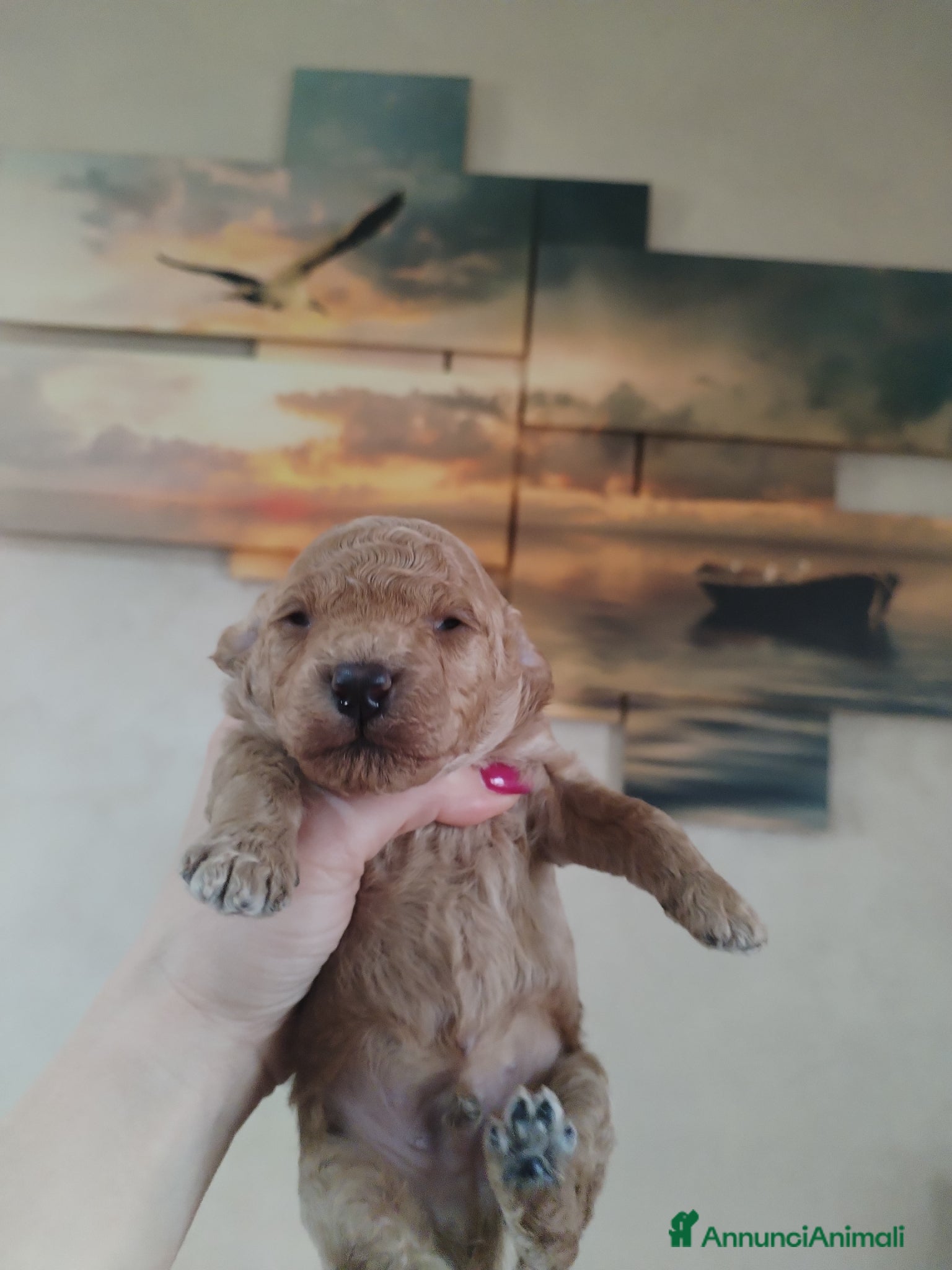 Barboncino cani Cuccioli barboncino - Annuncio 2