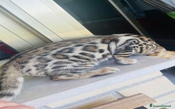 Bengala gatti in vendita: Cucciolo bengala a Provincia di Frosinone - Immagine 18