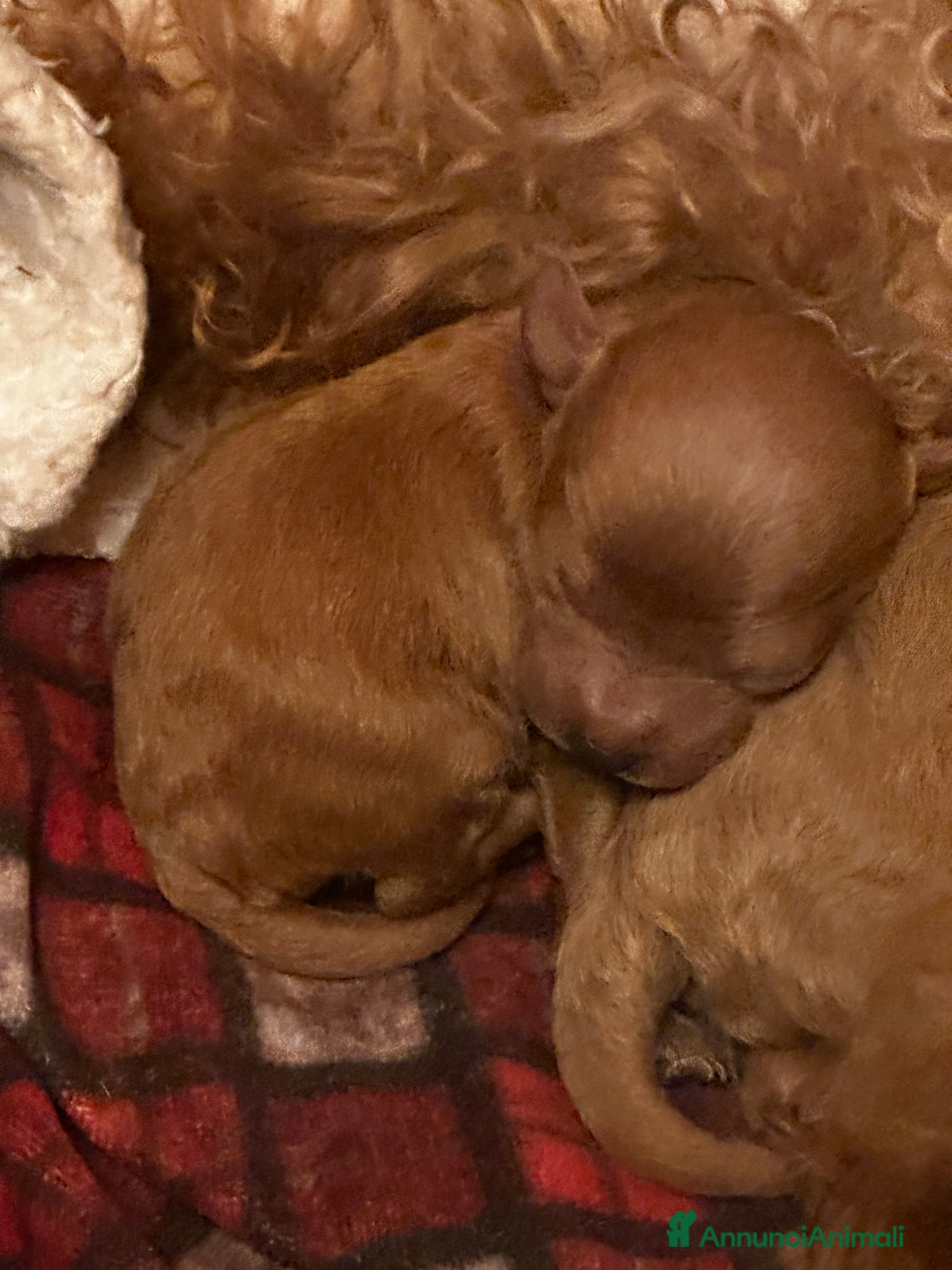 Barboncino Toy cani Cuccioli Barbone toy color fulvo - Annuncio 2