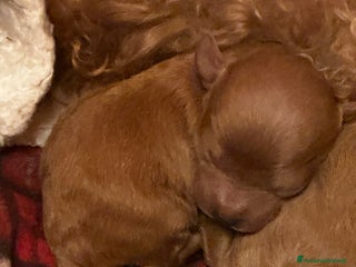 Barboncino Toy cani Cuccioli Barbone toy color fulvo - Annuncio 2