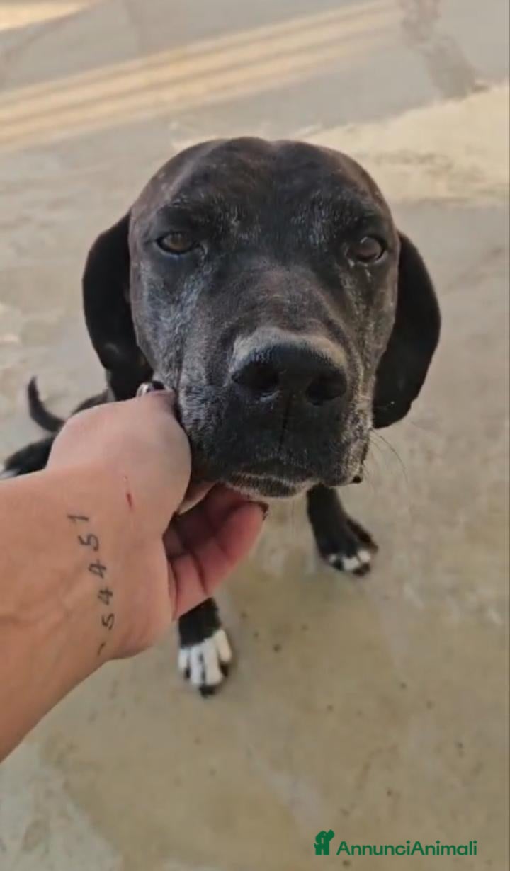Meticcio cani Edoardo: taglia media, equilbrato e socievole  - Annuncio 20