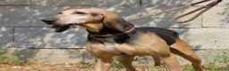 Segugio cani in regalo: Pippo dolcissimo segugio in adozione  - Annuncio 3