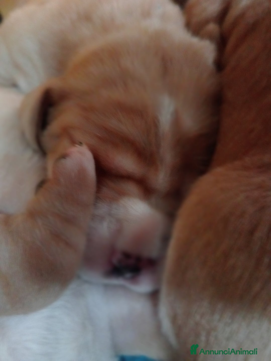 Meticcio cani in vendita: Cuccioli di Amstaff  - Annuncio 13