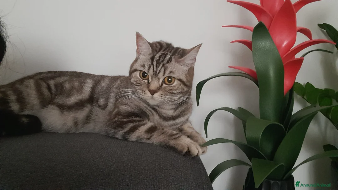 Scottish gatti in vendita: Scotish Fold e Straight  - Annuncio 1