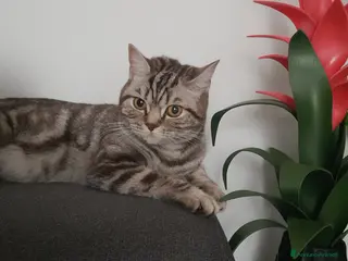 Scottish gatti in vendita: Scotish Fold e Straight - Annuncio 1