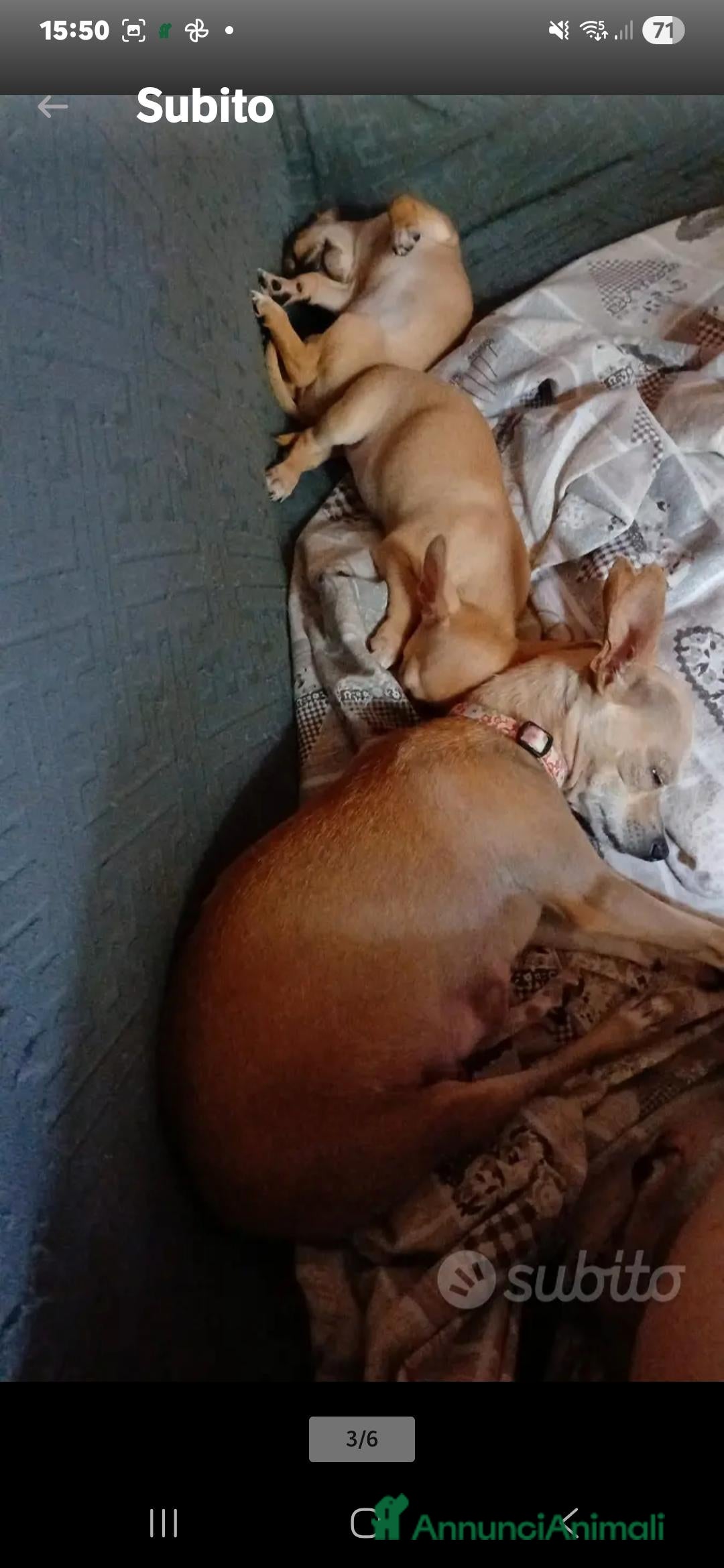 Chihuahua cani in vendita: Cuccioli di Chihuahua - Annuncio 34