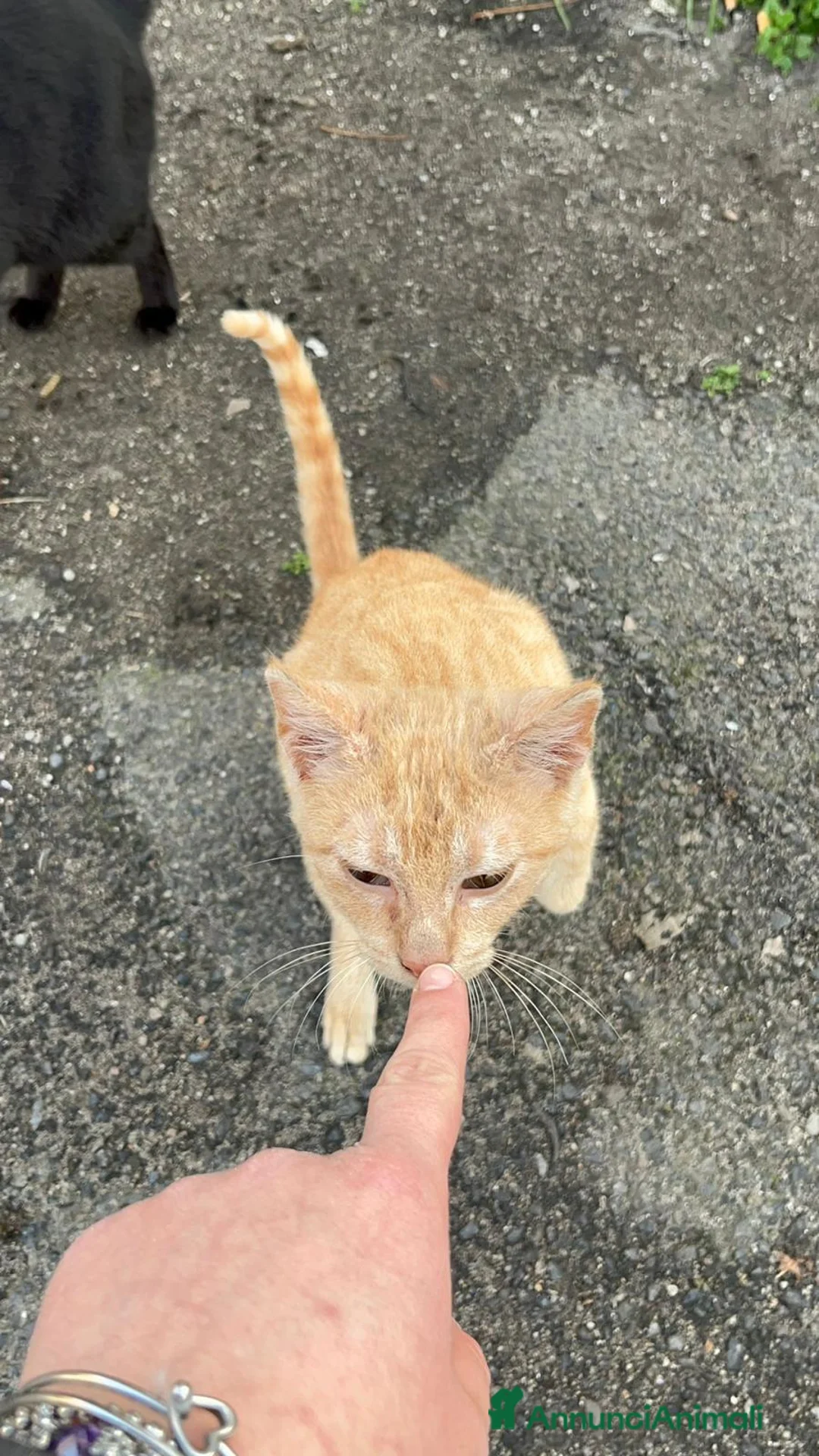 Meticcio gatti in regalo: GATTINO COCCOLONE - Annuncio 8