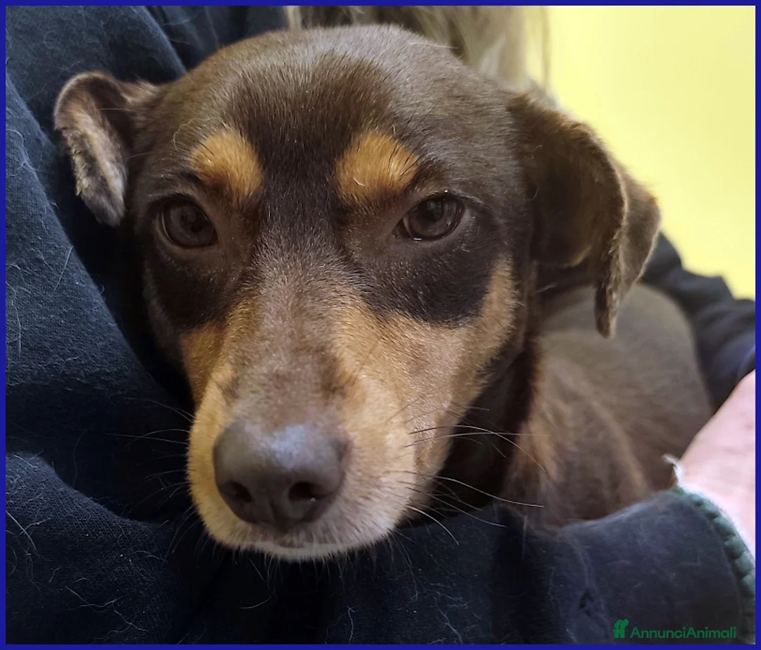 Meticcio cani in regalo: MOU TENERISSIMA PICCOLETTA DI 2 ANNI, CERCA COCCOL - Annuncio 2