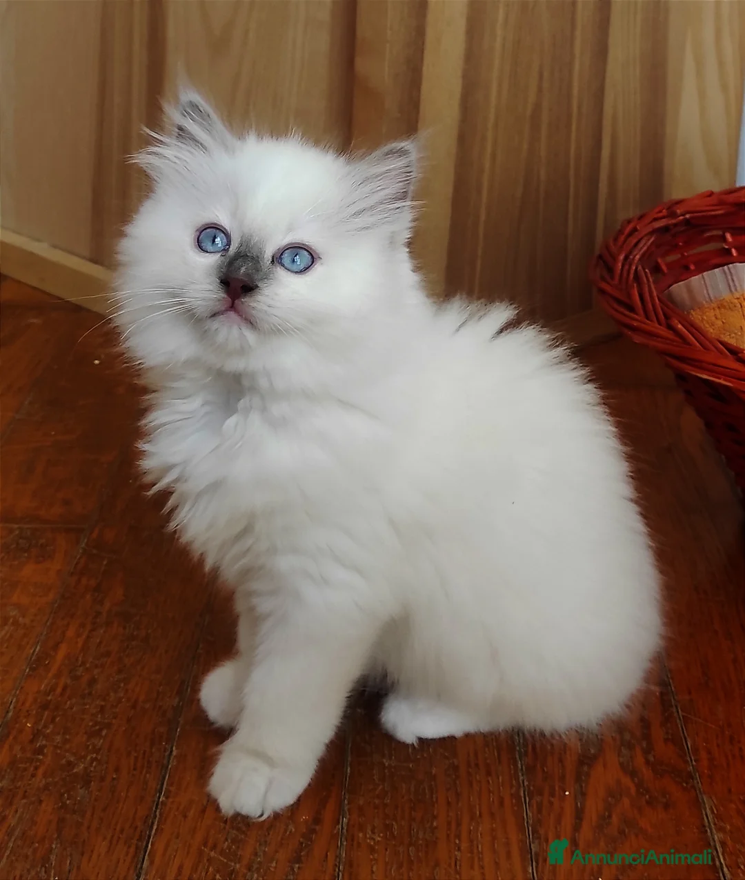 Immagine della galleria {{count}}