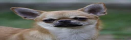 Chihuahua cani in vendita: Cuccioli di chihuahua - Annuncio 6