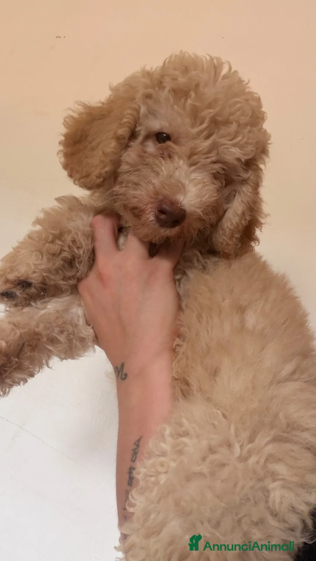 Barboncino cani in vendita: Barboncino nano - Annuncio 2