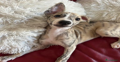 Whippet cani a Città Metropolitana di Bologna - Annuncio 7