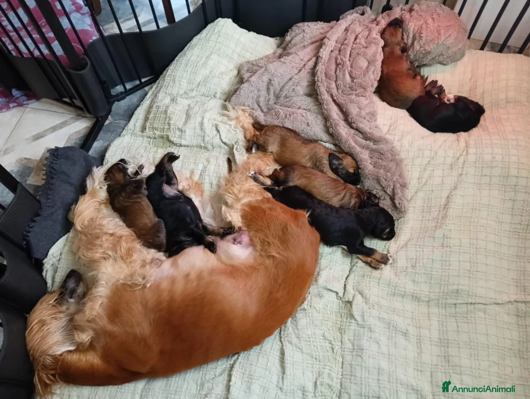 Levriero cani in vendita: LEVRIERO AFGANO BELLISSIMI CUCCIOLI - Annuncio 10