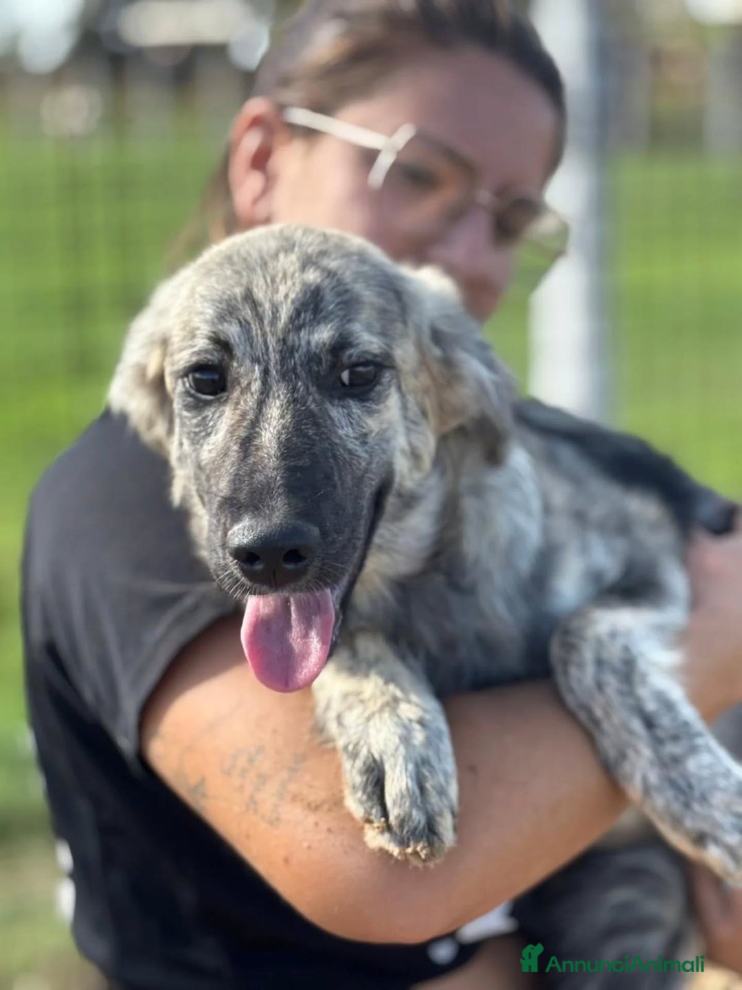 Meticcio cani in regalo: JOY dolce cucciola 7 mesi in adozione  - Annuncio 5