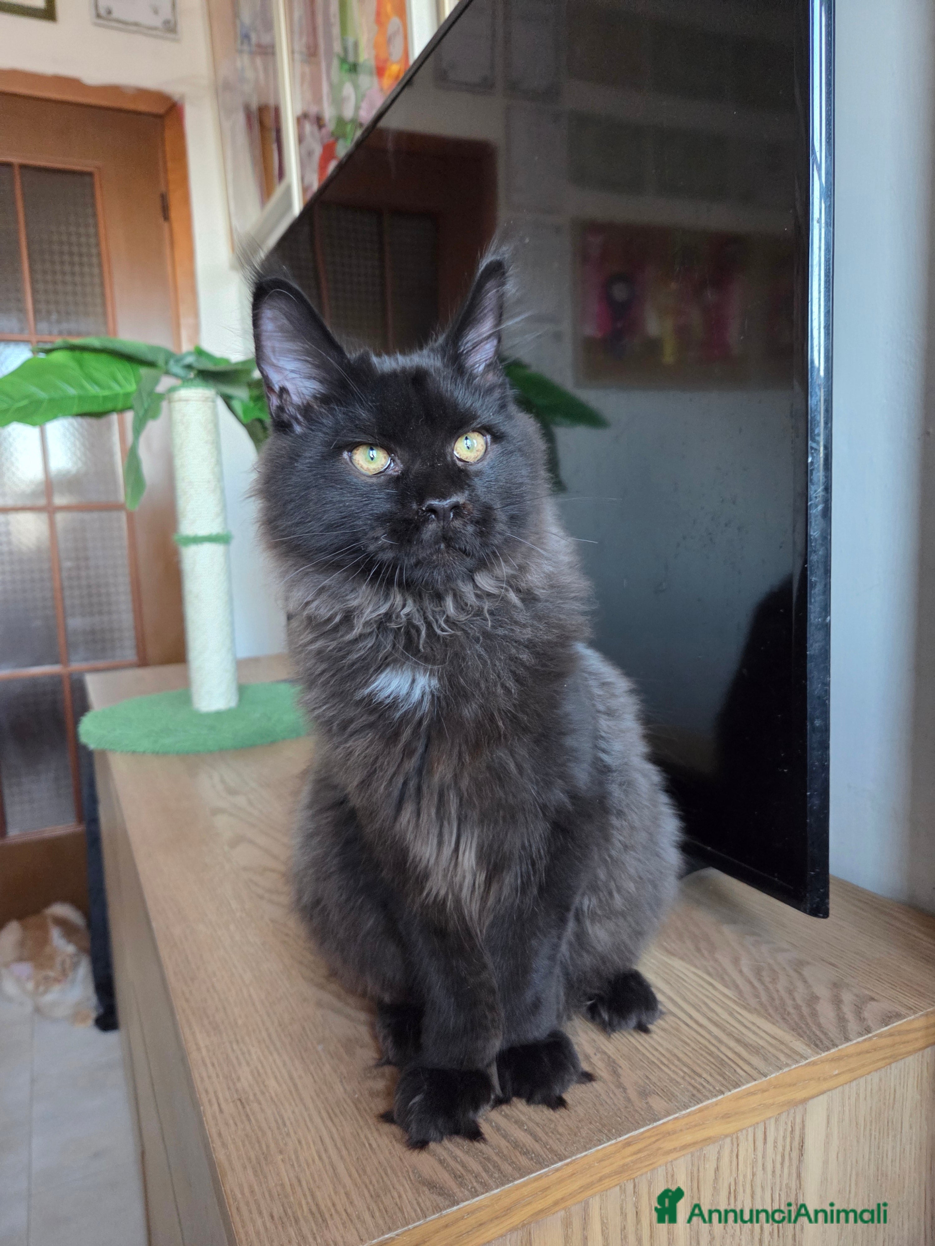 Maine Coon gatti Ultimi 4 cuccioli Maine Coon - Annuncio 9