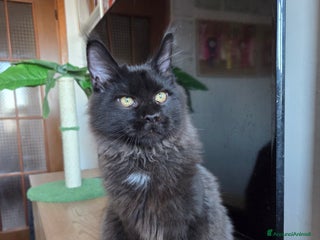 Maine Coon gatti Ultimi 4 cuccioli Maine Coon - Annuncio 1