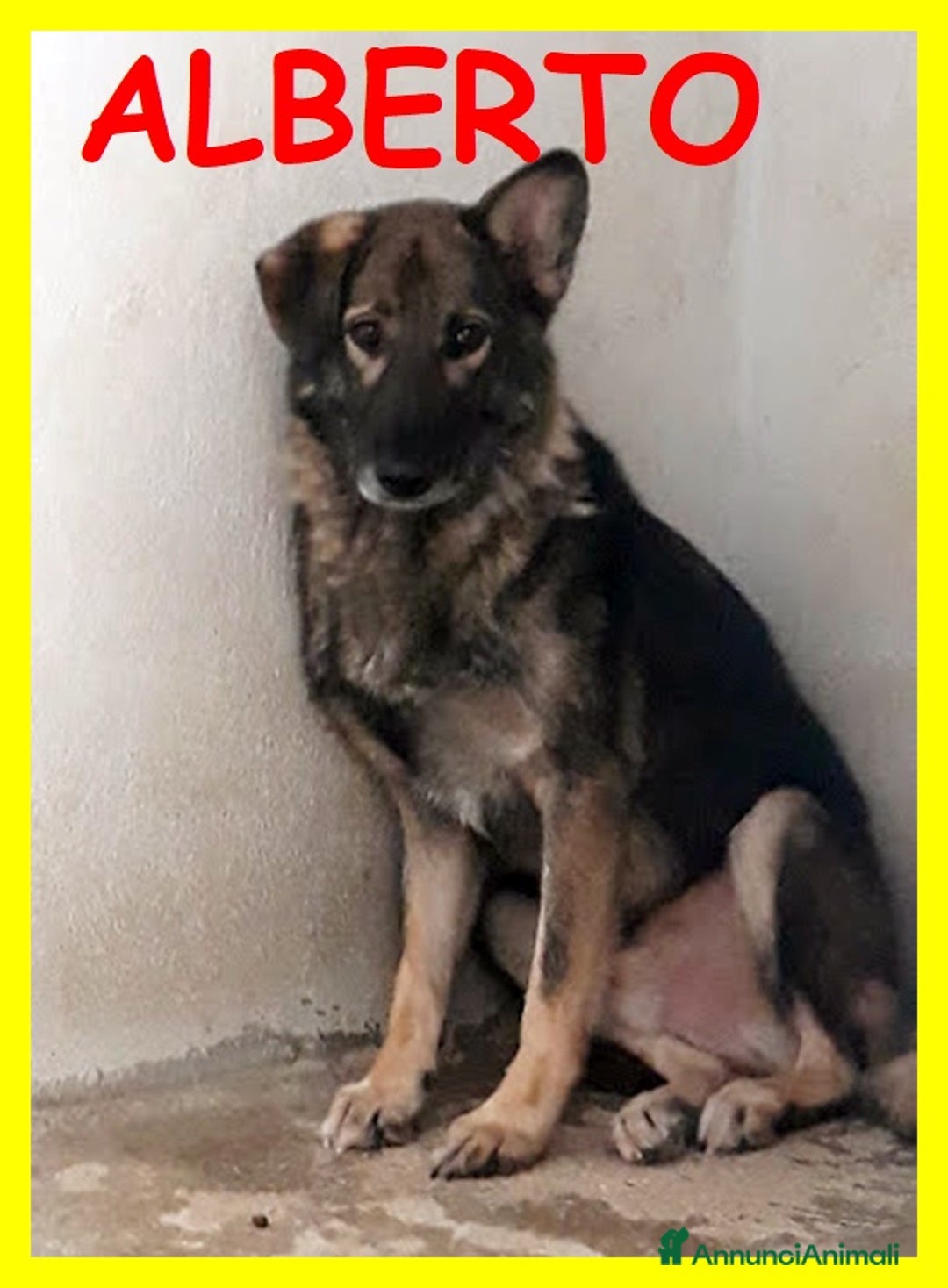 Meticcio cani in regalo: Lupetto Alberto timoroso...9anni - Annuncio 1