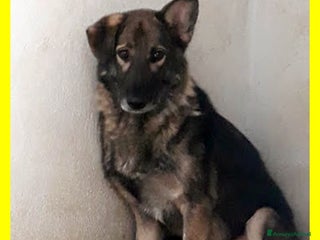 Meticcio cani Lupetto Alberto timoroso...9anni - Annuncio 2