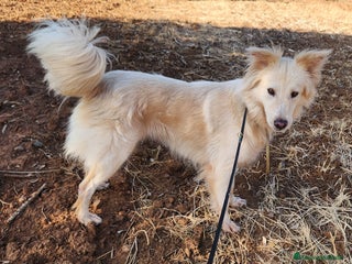 Meticcio cani Vera 2/3anni 1vita di stenti vive in 1garage SUD - Annuncio 39