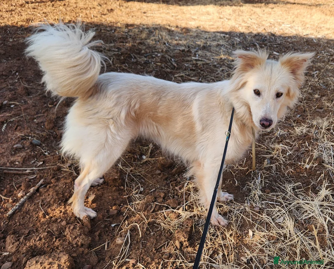Meticcio cani in regalo: Vera 2/3anni 1vita di stenti vive in 1garage SUD - Annuncio 1
